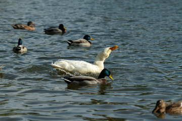 Fototapeta premium Rare wild white duck mutant fighting ducks for food on winter lake, wildlife and survival