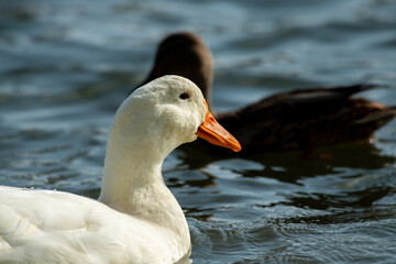 Rare wild white duck mutant fighting ducks for food on winter lake, wildlife and survival