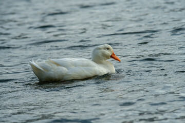 Fototapeta premium Rare wild white duck mutant fighting ducks for food on winter lake, wildlife and survival