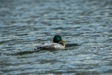 Nice spring birds ducks in lake water with reflections at sunny evening light, wild life and nature