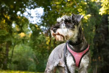 Small happy Zwergschnauzer puppy portrait on a green lawn in sunny summer or spring day. Hunting, guarding dogs breed. Doggy walking outdoors. Canine animal, pet in green park, woods, nature has fun.