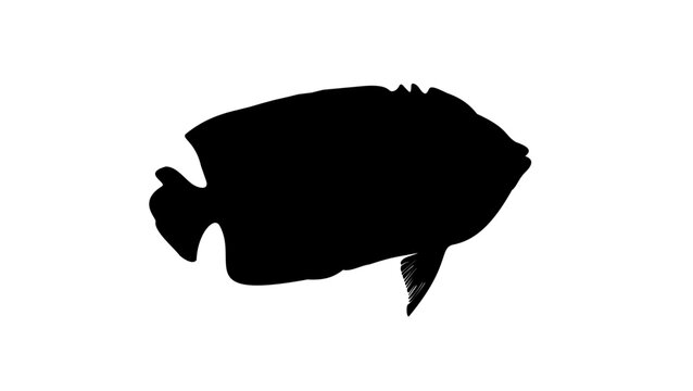 Clarion angelfish silhouette