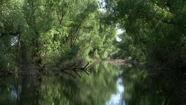 The swamps and wilderness of the Danube Delta in Romania. Crusing along the shore of Danube Delta channels. Driving view from the boat. Willows and reeds on the edge of the water channels in the Delta