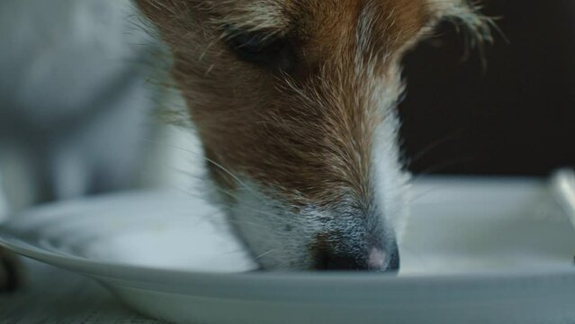 Bad behavior of pet. Dog steals food from owner's plate on kitchen table. Close up of dog licking plate