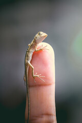 Baby chameleon posing finger, picture macro focused. chameleon of Thailand.