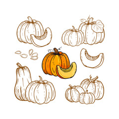 set of pumpkins isolated on white background.Sketch of pumpkin.Doodle style.Illustration for cards, decoration,menu,market places,farm