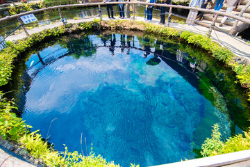 大人気観光スポット「忍野八海」の透き通る水