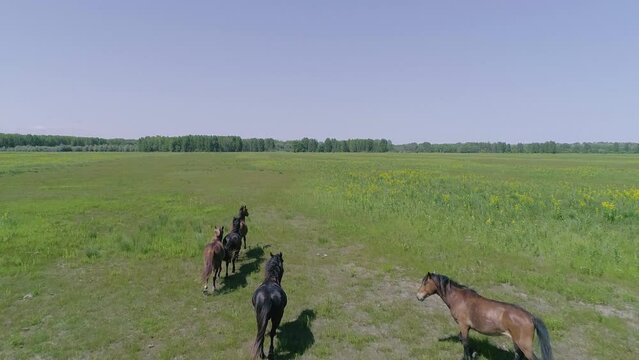 Wild mustang horses breed. Wild herd of horses of Letea in Danube Delta Romania. Wild Horses running. Horses large herd run across meadow field fast gallop and fighting. Black and brown cabaline.