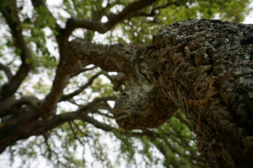 The tree