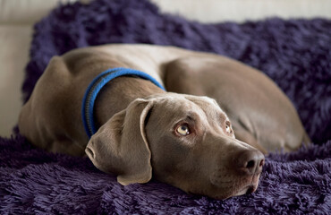 Retrato de braco de Weimaraner tumbado en un sof&aacute;