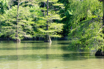 Mangrove forests wallpaper. Evergreen coniferous trees growing on a river bank, by the lake, on a coast in a nature reserve, city public park, garden. Retiro park in Madrid. Environmental protection.