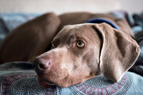 Retrato de braco de Weimaraner tumbado en un sof&aacute;