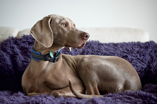 Retrato de braco de Weimaraner tumbado en un sof&aacute;