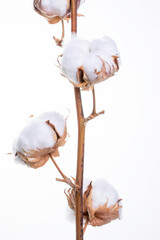 cotton buds on white background