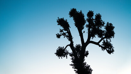 A silhouette of a tree