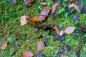 Green botanical forest background.