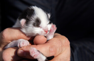 close-up of a tiny newborn sleeping kitten in the hands of a person. Love for cats. Pet day. Comfort and coziness of childhood pets. veterinary, animal care