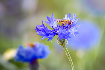 hoverfly on cornflower wild flower