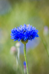 close up of cornflower