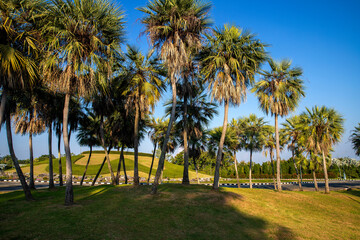 Fototapeta premium Tropical paradise: idyllic palm trees in public park
