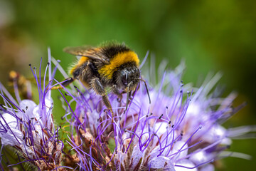 bee on a flower