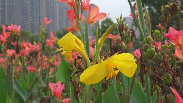 Beautiful blooming canna flowers growing in the park