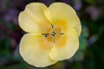 close up of Centre of yellow poppy
