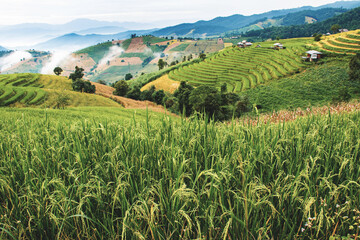Fototapeta na wymiar landscape of Rice terrace at Ban pa bong piang in Chiang mai Thailand
