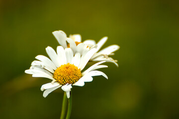 Marguerite des Alpes