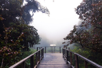 Fototapeta na wymiar Beautiful rain forest at ang ka nature trail in doi inthanon national park, Thailand