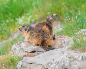 Marmottes