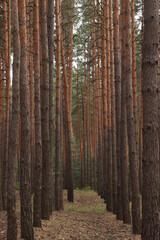 Trunks of pine trees illuminated by sunlight in a green coniferous pine forest in summer