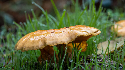 A mushroom in the grass