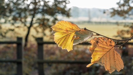 Obraz premium Yellow autumn leaf in focus in the countryside