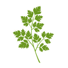 Parsley isolated on white background. Herbs. Vector illustration. Flat style.	