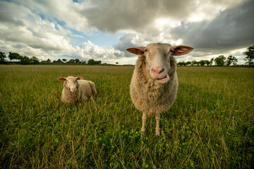 Sheep on grassy field against sky at farm