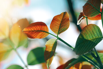 green tree leaves in spring season