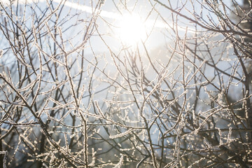 Sun shining through trees