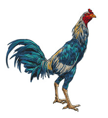 hand drawing assorted chickens vector illustration clip art