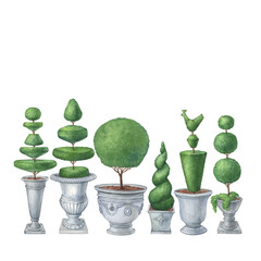 Set topiary plant, evergreen trimmed geometric shrubs. Tree in grey pot for home patio dekor. Hand drawn watercolor painting illustration isolated on white background. - obrazy, fototapety, plakaty