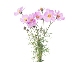 Pink Cosmos flowers isolated on white