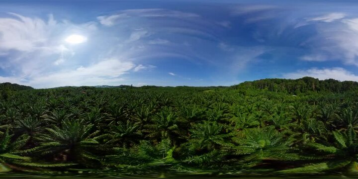 Aerial view of oil palm plantations in Borneo, Malaysia. Oil palm estate. 360 panorama VR.