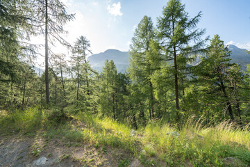 Fototapeta na wymiar Pine forest in Alps