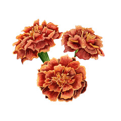 Marigold also known as tagetes flowers watercolor illustration design on transparent background.