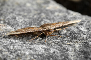Alcis repandata moth on grey textured stone, closeup
