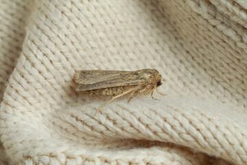 Paradrina clavipalpis moth on color knitted sweater, closeup © New Africa