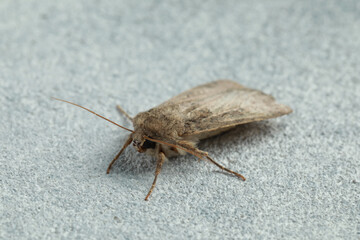 Paradrina clavipalpis moth on white textured background