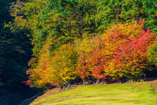 Parrotia persica trees at autumn season