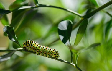 Green caterpillar with spots on rue leaves