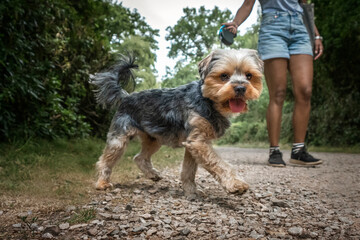 Yorkshire Terrier walking with his owner who is obscured
